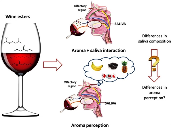 Diagrama saliva vino